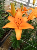 [5508 PO08 Shsdai No02.JPG]